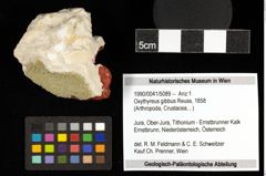 Foto (Objekt + Etiketten) von Oxythyreus gibbus (Reuss, 1858) 